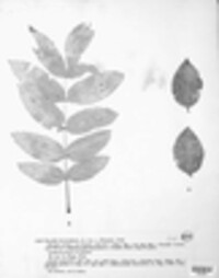 Erysiphe lenticularis image